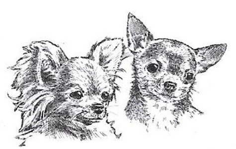 Belgian Chihuahua Club