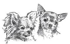 Belgian Chihuahua Club